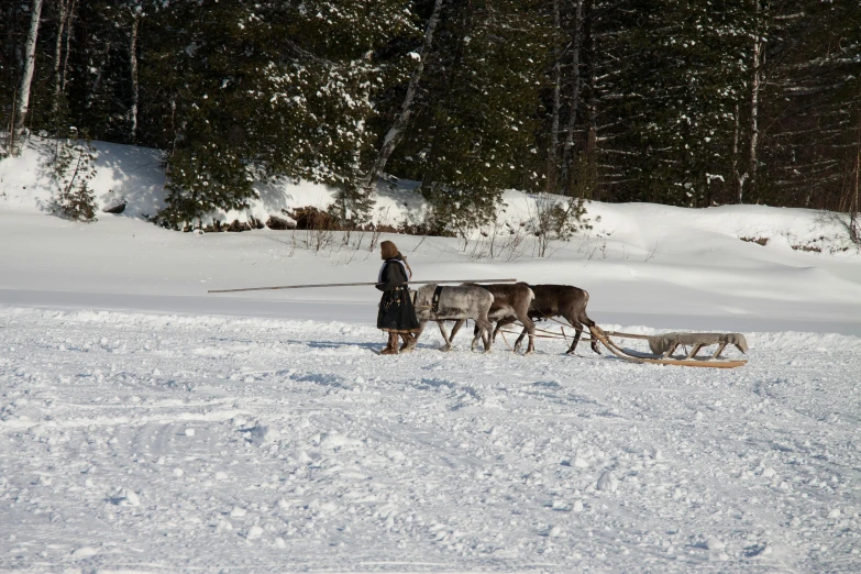 a man walking a herd of reindeer across a snow covered field, canoe, vacation photo, quebec, multiple stories