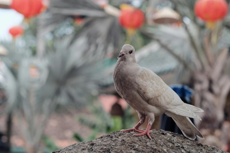 a white pigeon sitting on top of a rock, jia ruan, festivals, fan favorite, animal kingdom