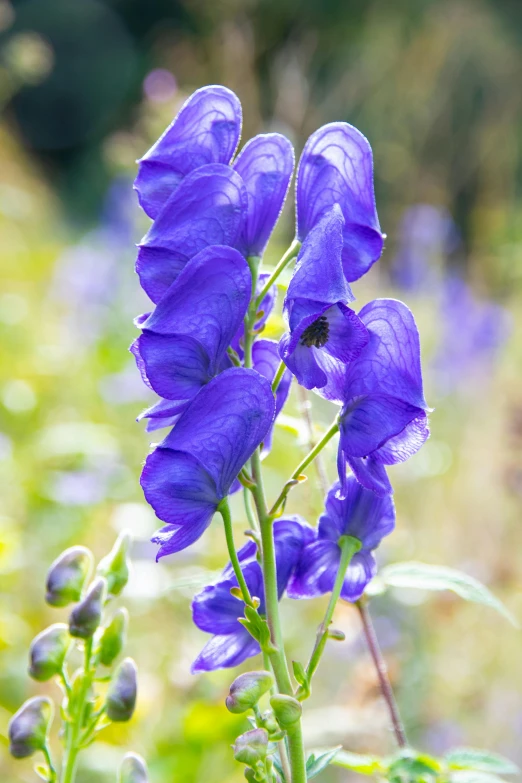a close up of a purple flower in a field, blue delphinium, chrysalis, in the sun, bells
