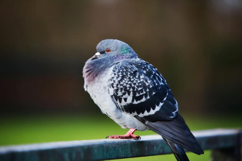 a pigeon sitting on top of a metal rail, sitting on a park bench, highly polished, multicoloured, grey