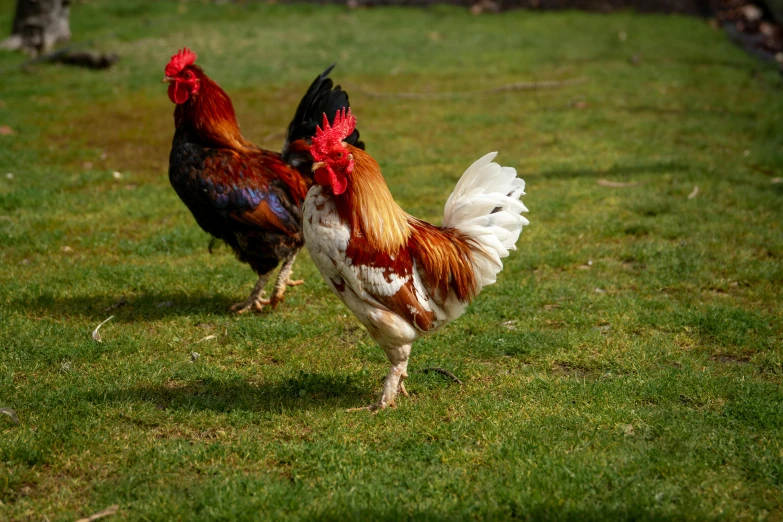 a couple of chickens standing on top of a lush green field, doing a kick, arabella mistsplitter, 15081959 21121991 01012000 4k, multicoloured