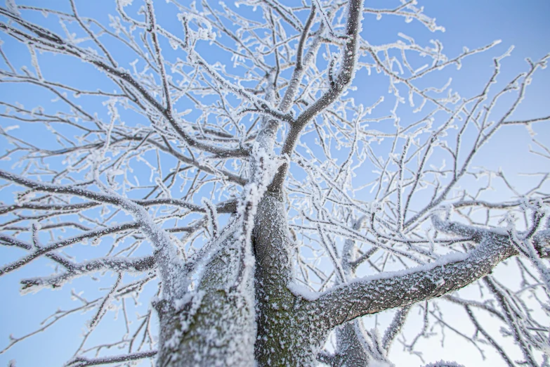 a snow covered tree with a blue sky in the background, inspired by Arthur Burdett Frost, pexels, covered in white flour, numerous limbs, thumbnail, viewed from the ground