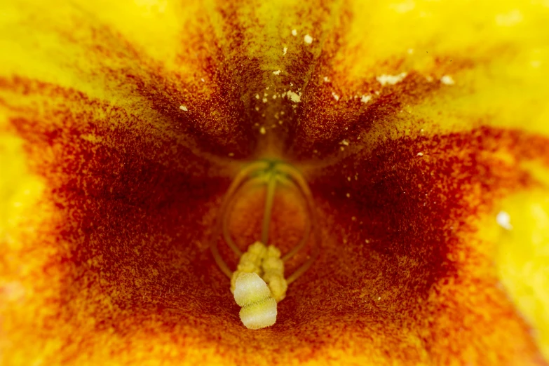 a close up of a yellow and red flower, a macro photograph, by Jan Rustem, renaissance, angel's trumpet, ant view, in the middle of a small colony, archival pigment print