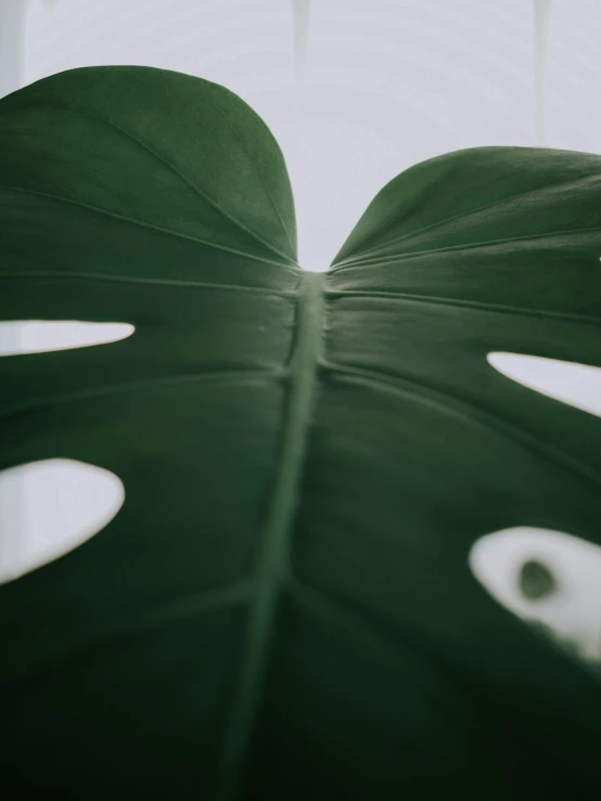 a large green leaf sitting in front of a window, trending on unsplash, on a gray background, low quality photo, multiple stories, background image