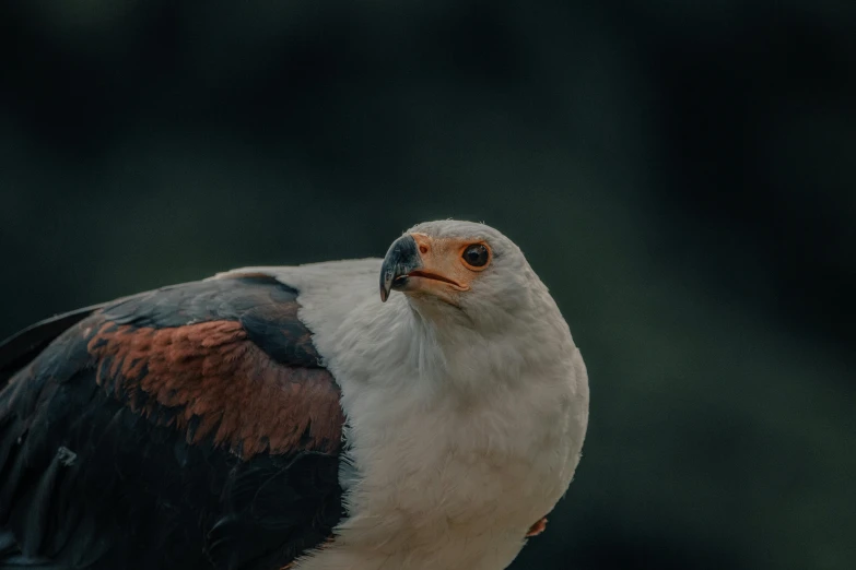 a close up of a bird of prey, a photo, trending on pexels, hurufiyya, white neck visible, instagram post, cinematic full shot, african sybil