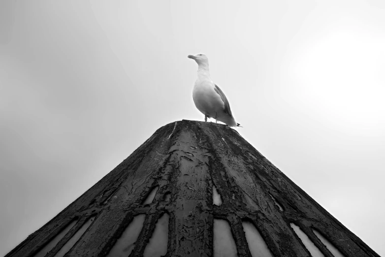 a bird sitting on top of a wooden pole, a black and white photo, by Matt Stewart, unsplash, seagull wearing luigis hat, standing on neptune, pepper, photographic print