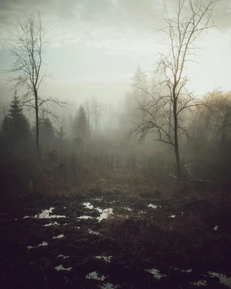 a black and white photo of trees in the fog, an album cover, inspired by Elsa Bleda, unsplash contest winner, todd hido, artistic swamp with mystic fog, forest in the morning light, photo of wolf