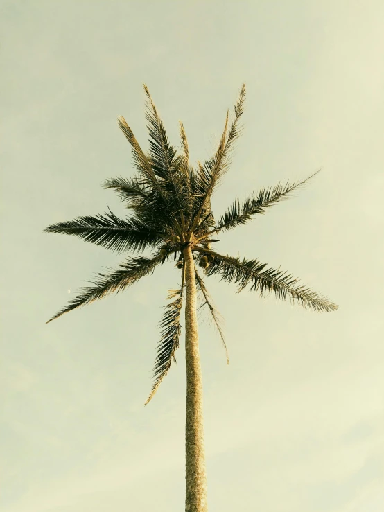 a tall palm tree sitting on top of a lush green field, inspired by Elsa Bleda, unsplash, brown, beach aesthetic, profile image, multiple stories
