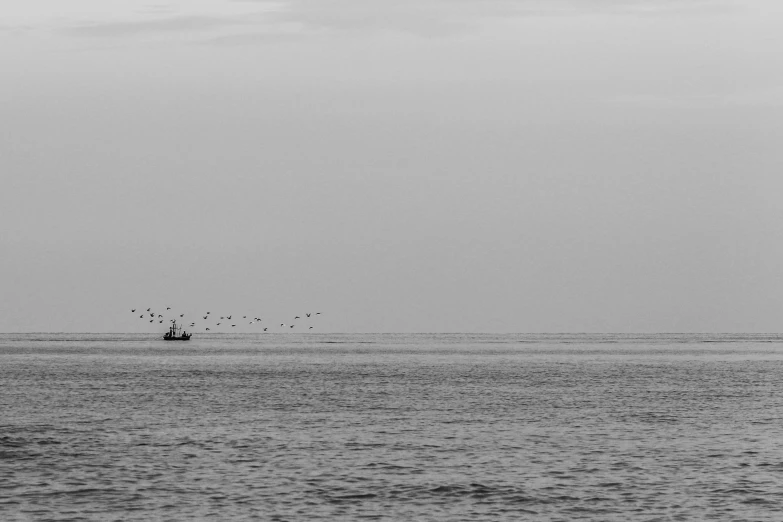 a black and white photo of a boat in the ocean, by Tamas Galambos, pexels contest winner, minimalism, flock of birds, fisherman, high quality upload, grey