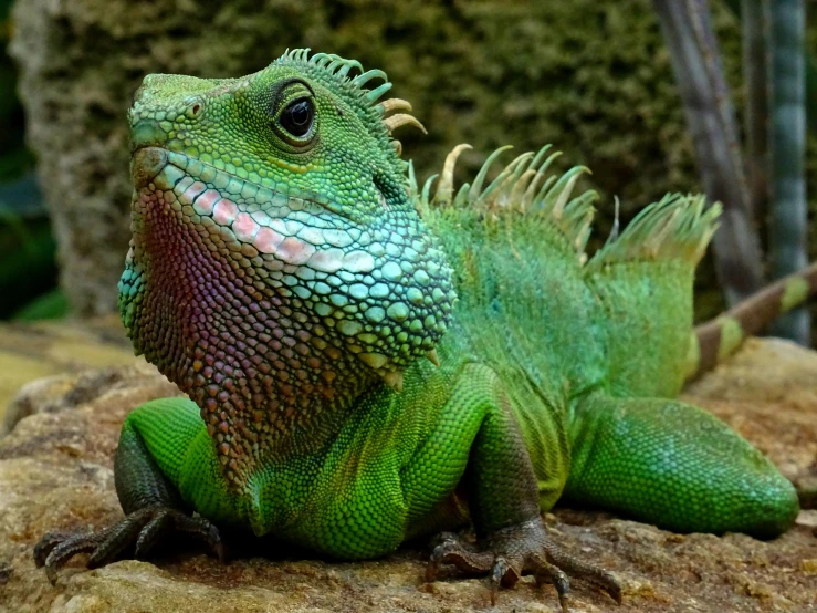 a green lizard sitting on top of a rock, turquoise pink and green, dragon scales across hairline, with a pointed chin