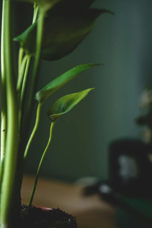 a close up of a plant in a pot, a still life, unsplash, angled shot, bending down slightly, indoor picture, tall