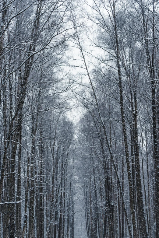 a forest filled with lots of trees covered in snow, a portrait, pexels contest winner, long hall way, grey, 10k, version 3