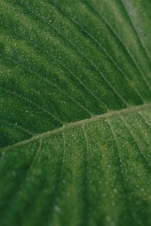 a close up of a leaf with water droplets on it, unsplash, corduroy, micro detail 4k, portrait shot, verdant