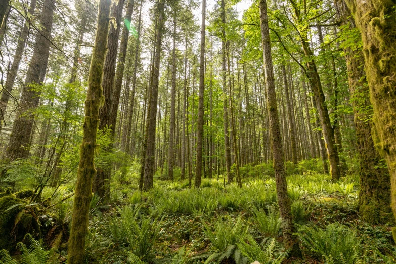 a forest filled with lots of trees and ferns, tall cypress trees, black fir, fan favorite, exterior shot