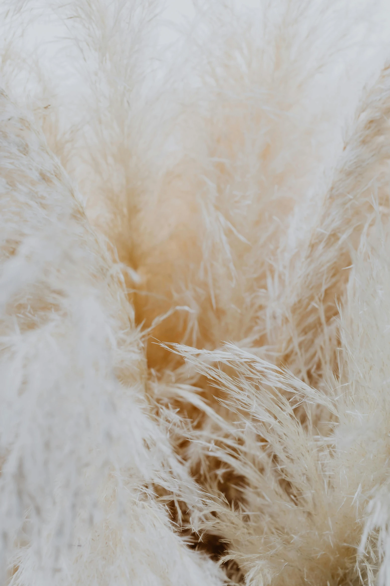 a teddy bear sitting on top of a pile of fluffy white fur, a macro photograph, by Elsa Bleda, trending on pexels, baroque, made of feathers, abstract detail, tumbleweed, close-up from above