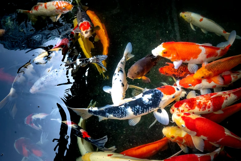 a group of koi fish swimming in a pond, by Matt Cavotta, trending on unsplash, fan favorite, multi chromatic, black, eating