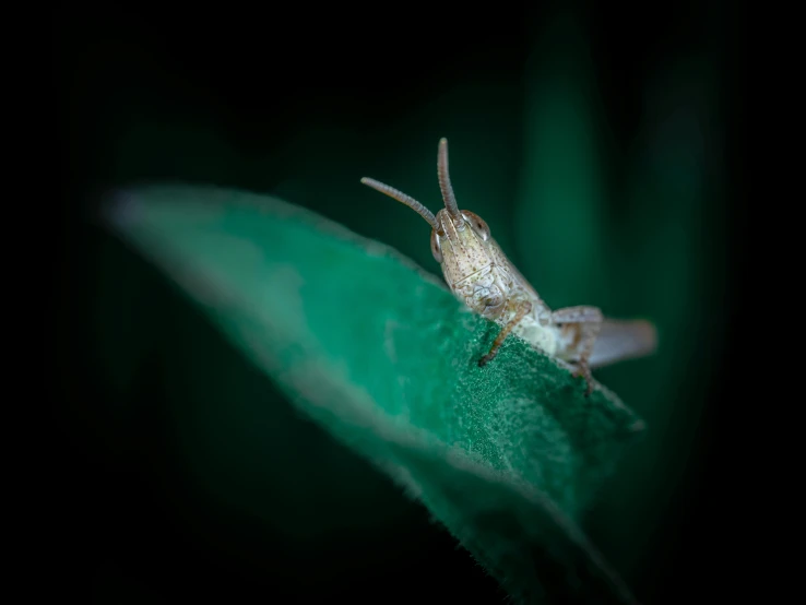 a bug sitting on top of a green leaf, a macro photograph, pexels contest winner, hurufiyya, sharp long horns, at nighttime, 4k', portrait of small