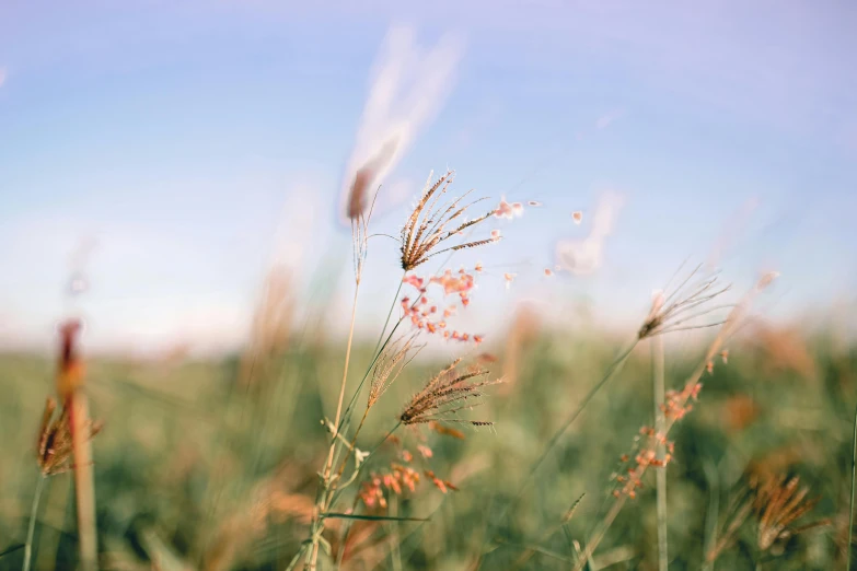 a field of grass with a blue sky in the background, unsplash, visual art, background image, abundant fruition seeds, instagram picture, soft flowers