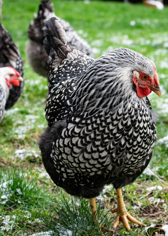 a group of chickens standing on top of a grass covered field, grey and silver, patterned, slide show, profile image