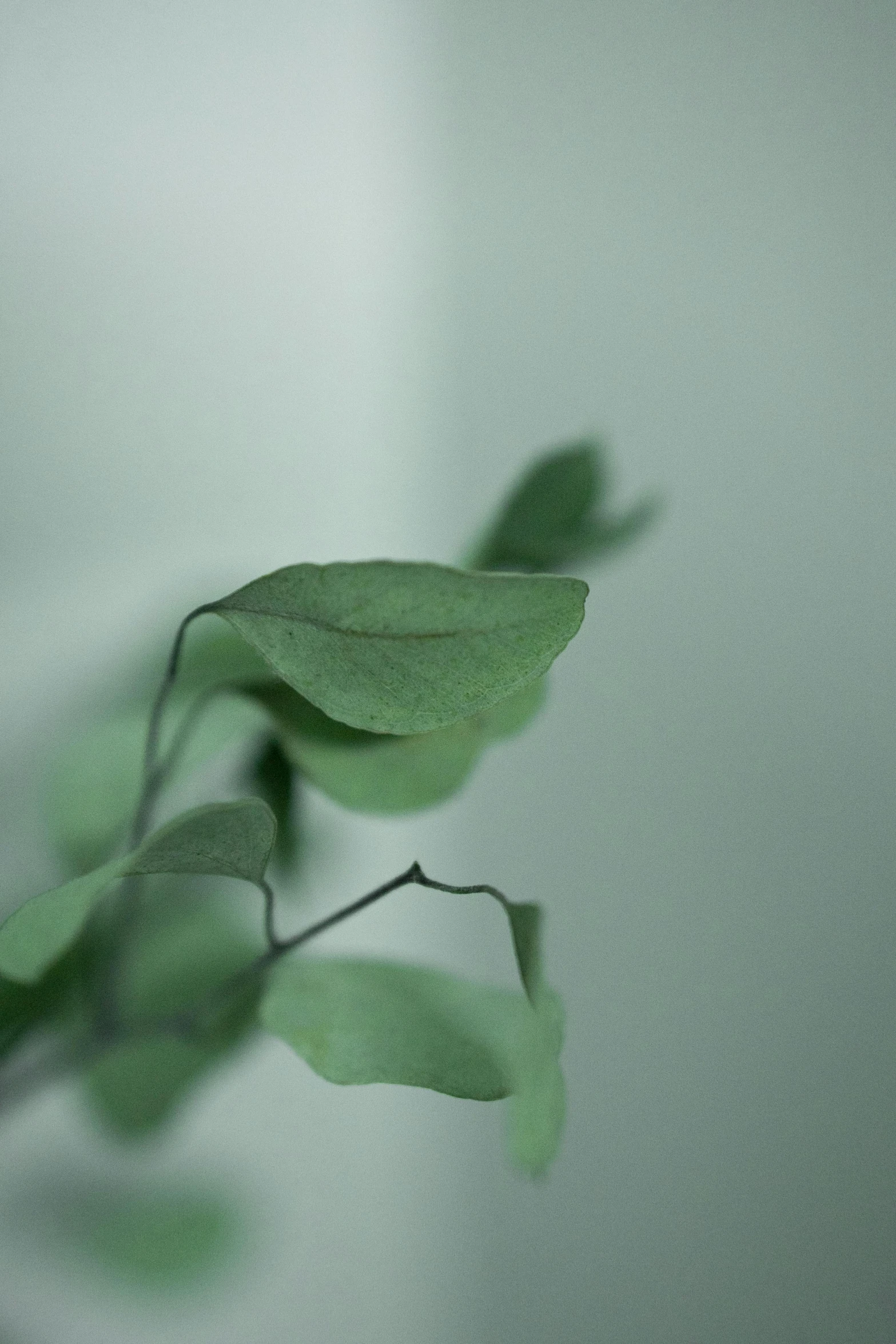 a close up of a plant with green leaves, a picture, unsplash, postminimalism, soft render, thin porcelain, colour photograph, slight haze