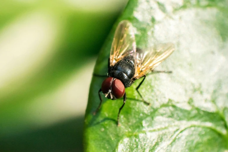 a close up of a fly on a leaf, profile image, fan favorite, panels, ready to eat