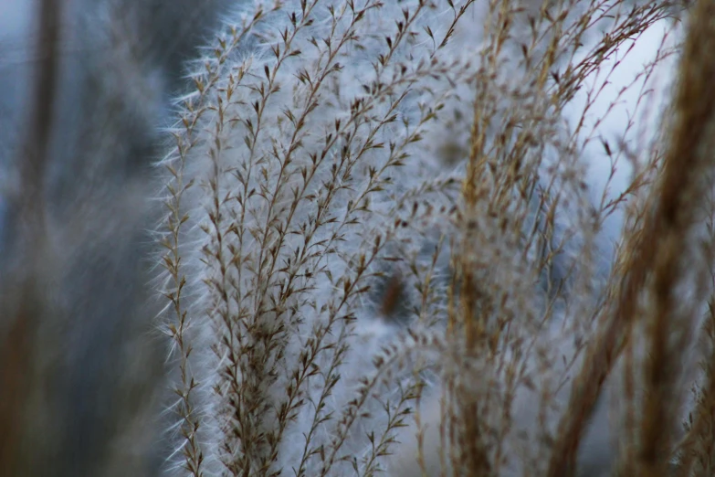 a close up of a plant with snow on it, dry grass, feathery fluff, paul barson, infinite intricacy