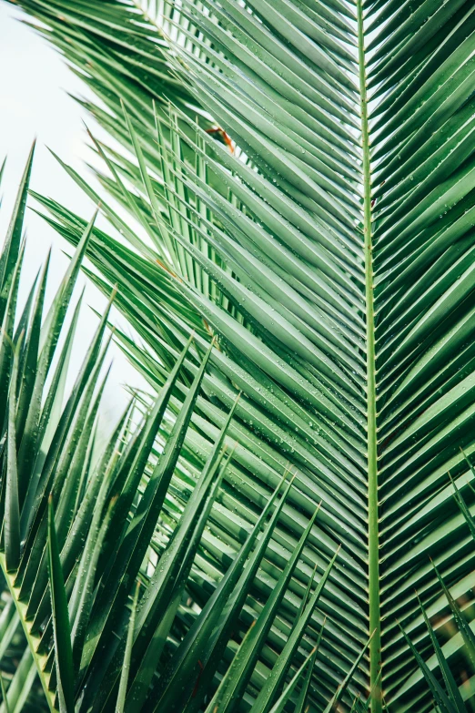 a close up of the leaves of a palm tree, an album cover, trending on pexels, baroque, slight haze, sukkot, vietnam, large tall