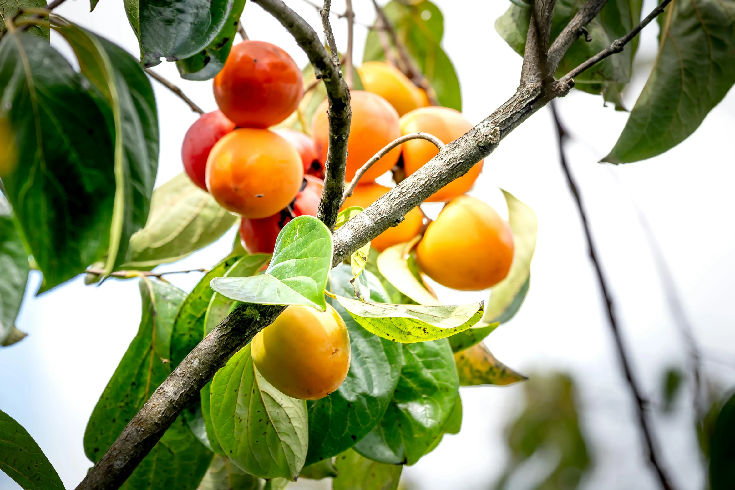 a close up of a bunch of fruit on a tree, by David Garner, unsplash, tawa trees, instagram picture, thumbnail, shot on sony a 7 iii