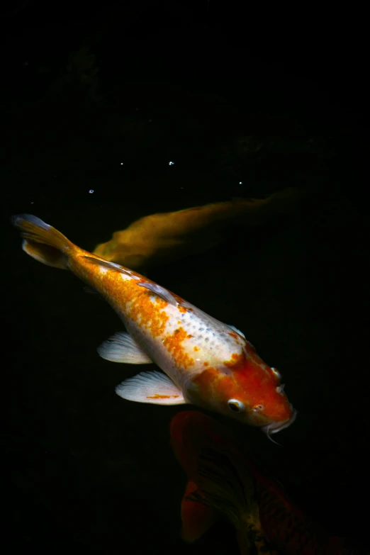 a close up of a fish in a body of water, taken in the night, color ( sony a 7 r iv, koi, two male