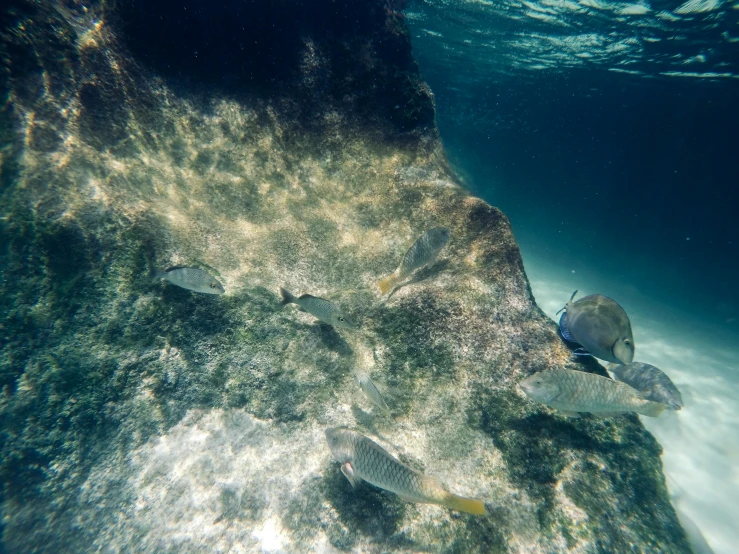 a group of fish that are swimming in the water, a picture, by Jessie Algie, unsplash, figuration libre, sea bottom, near the beach, slide show, submerged pre - incan temple