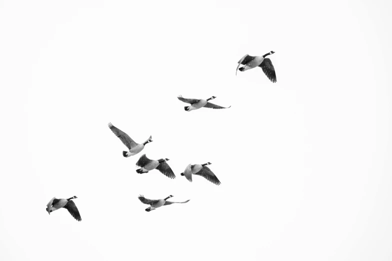 a flock of birds flying in the sky, a black and white photo, pexels, minimalism, canada goose, isolated white background, 15081959 21121991 01012000 4k, birds eye