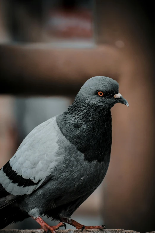 a pigeon sitting on top of a wooden bench, up close, dark grey, multiple stories, looking confident