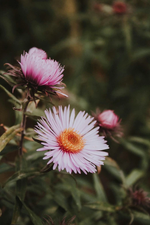 a couple of pink flowers sitting on top of a lush green field, by Jessie Algie, trending on unsplash, romanticism, on a gray background, ari aster, autumn, tufted softly