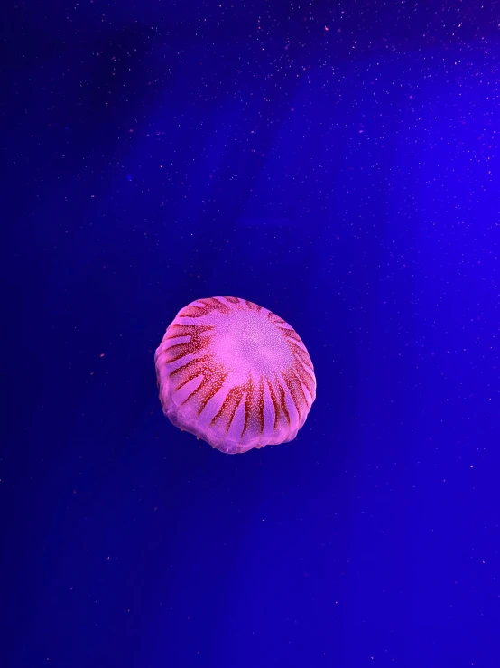 a jellyfish that is floating in the water, slightly red, poor lighting, purple aethetic, reddit post