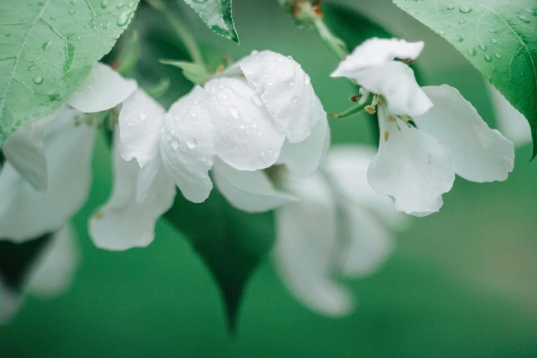 a bunch of white flowers with water droplets on them, inspired by Elsa Bleda, unsplash, apple trees, thumbnail, bougainvillea, 15081959 21121991 01012000 4k