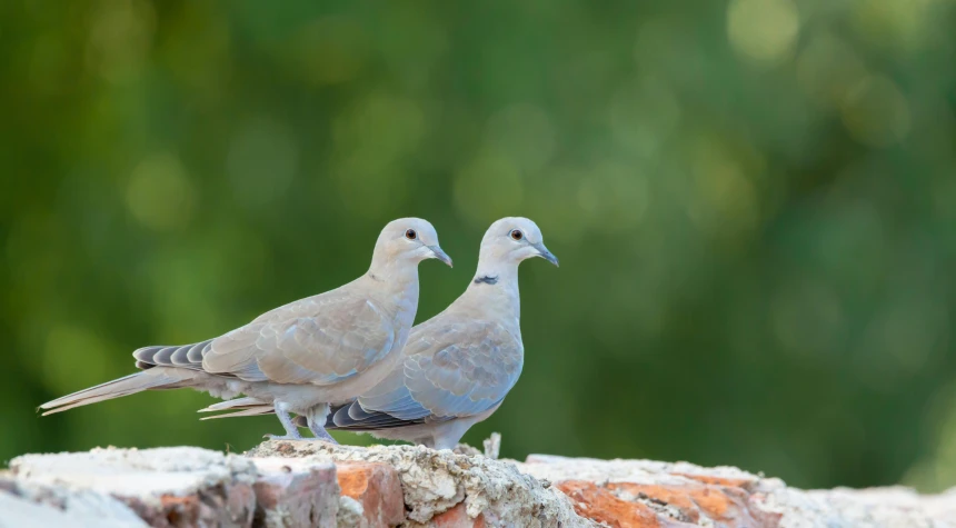 a couple of birds sitting on top of a tree stump, white dove, flat grey, looking smart, biodiversity