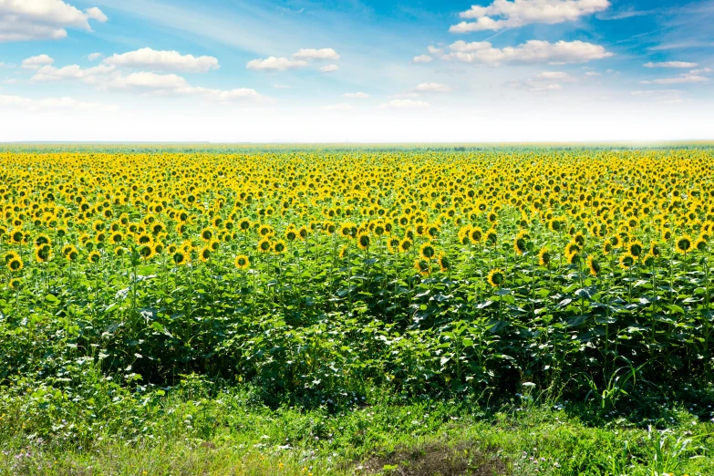 a field full of sunflowers under a blue sky, looking onto the horizon, a green, sunny at noon, istockphoto