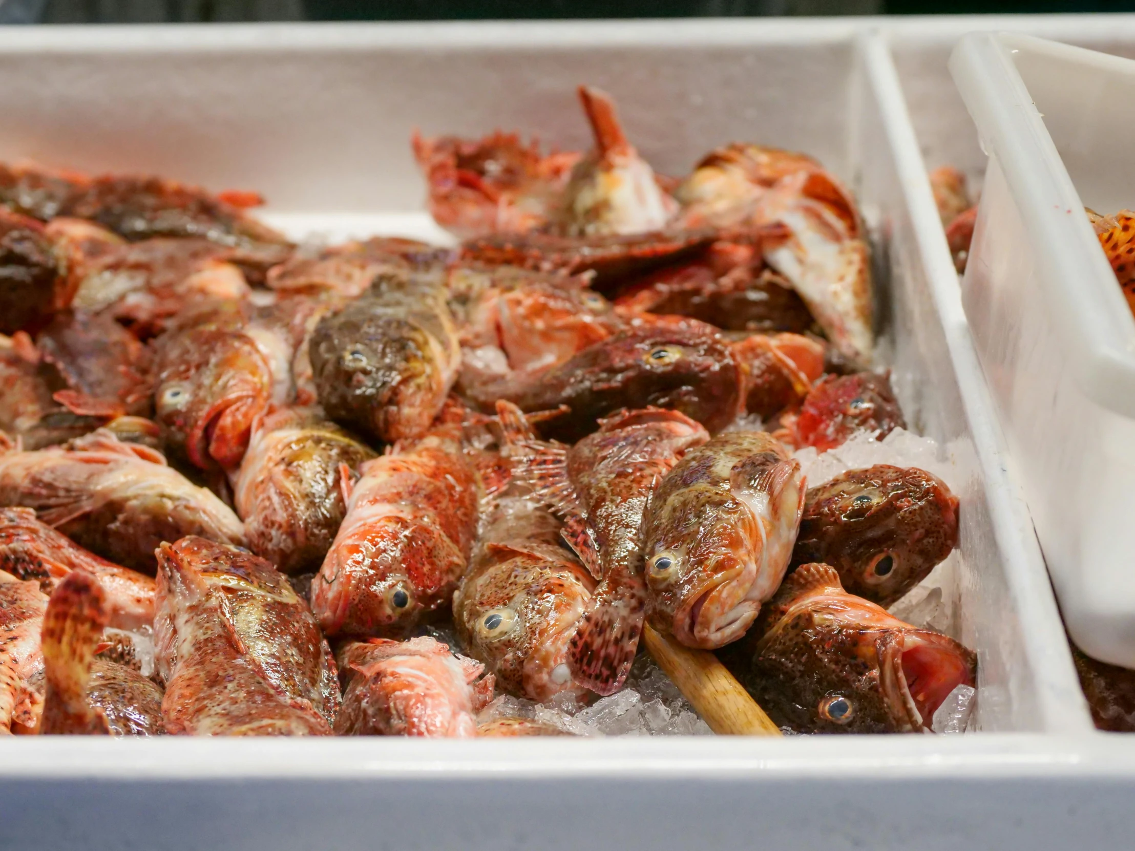 a couple of trays of food sitting on top of a table, school of fish, thumbnail, san francisco, in the center of the image