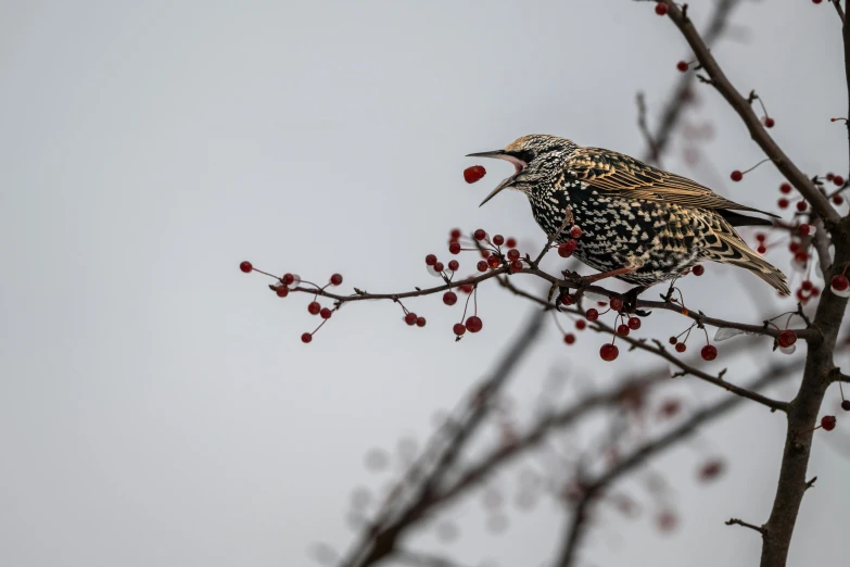 a bird sitting on top of a tree branch, by Jaakko Mattila, unsplash contest winner, baroque, speckled, shouting, on a gray background, “berries