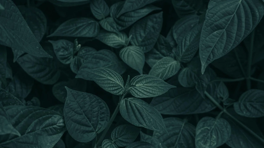 a close up of a plant with green leaves, a black and white photo, inspired by Elsa Bleda, trending on pexels, dark teal, basil, background image, high quality topical render