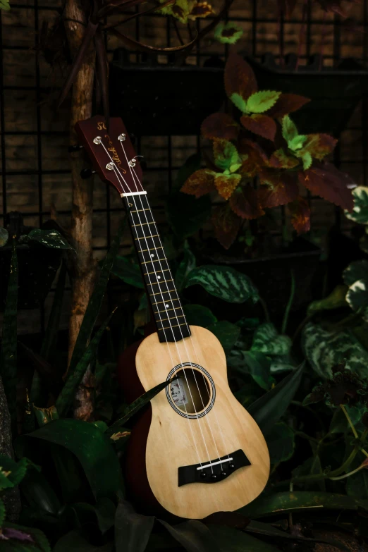 a close up of a guitar on a stand, next to a plant, ukulele, premium, petite