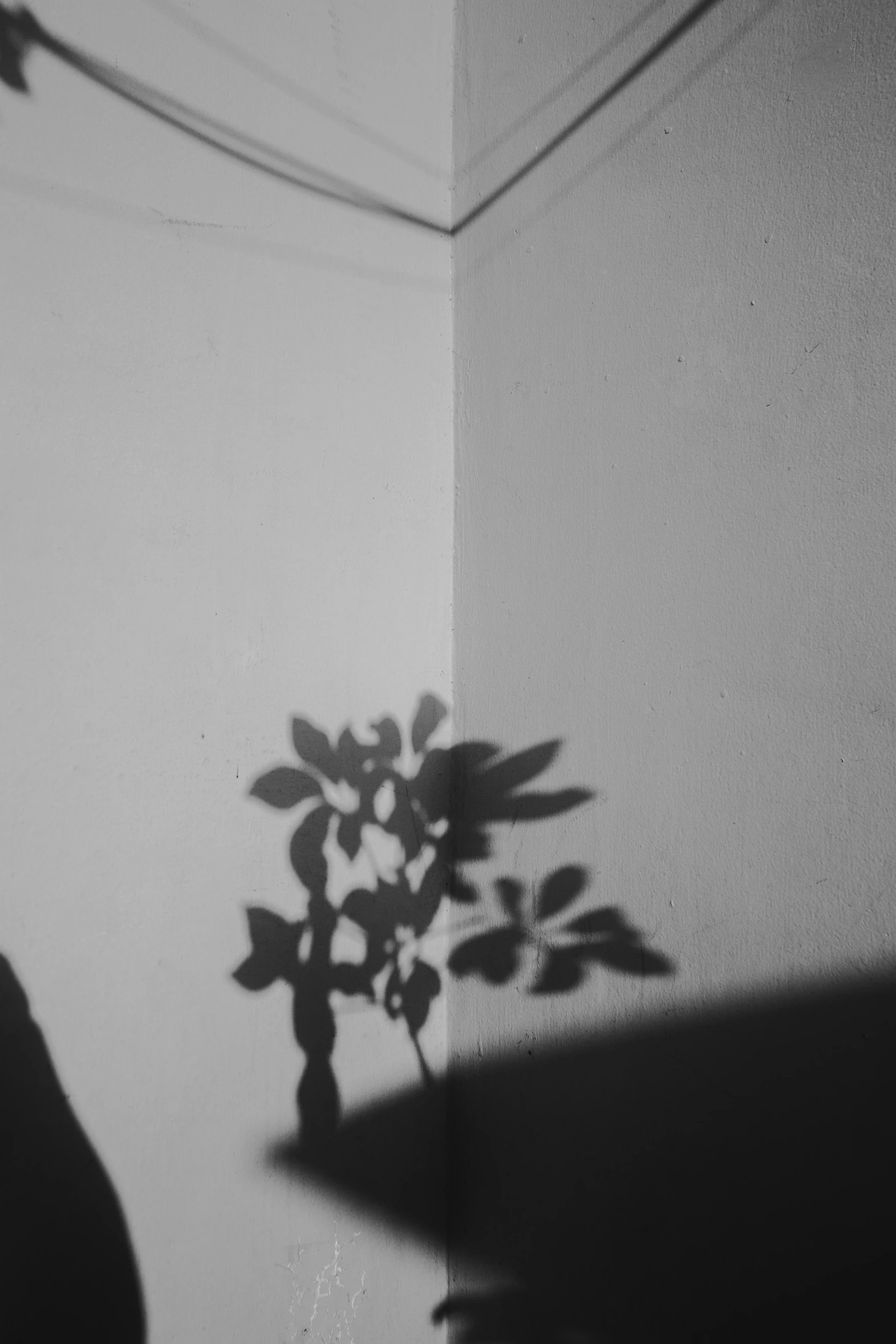 a black and white photo of a potted plant, unsplash, postminimalism, shadow polaroid photo, faces covered in shadows, looks like a tree silhouette, ✨🕌🌙