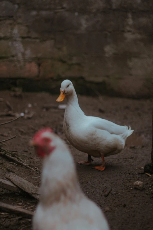 a couple of white ducks standing next to each other, pexels contest winner, on a farm, low quality photo, dimly lit, a high angle shot