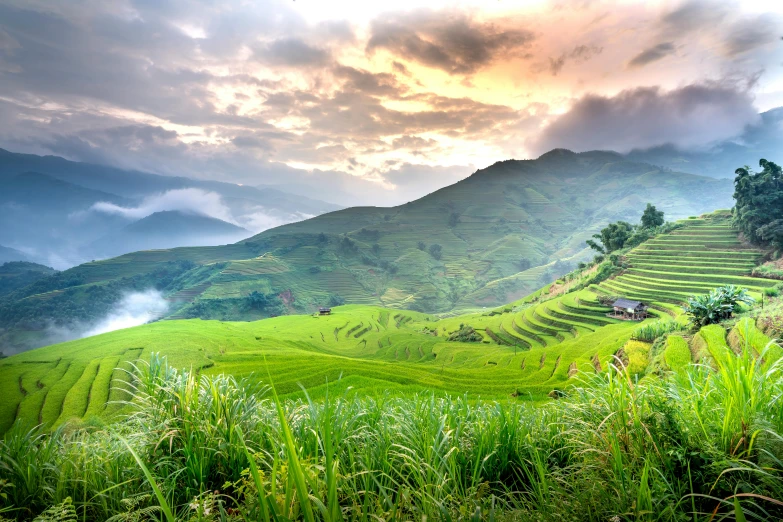 a lush green field with mountains in the background, pexels contest winner, renaissance, vietnam, avatar image, early evening, staggered terraces