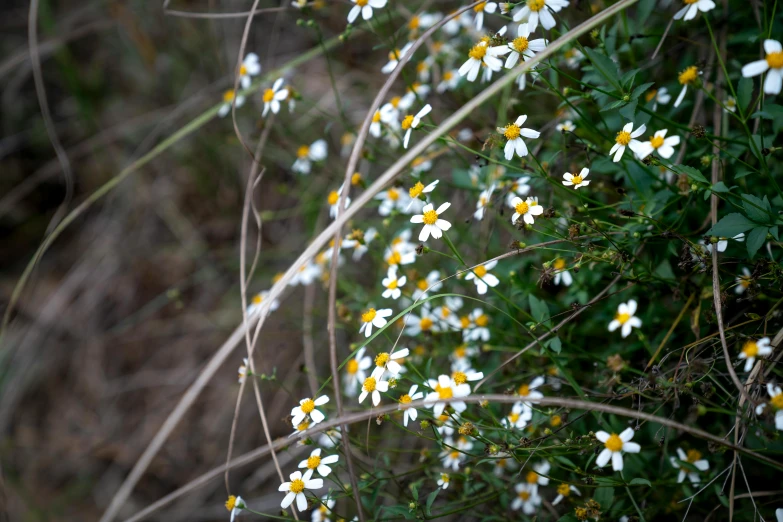 a bunch of small white and yellow flowers, by Elizabeth Durack, unsplash, color ( sony a 7 r iv, wild foliage, daysies, wiry