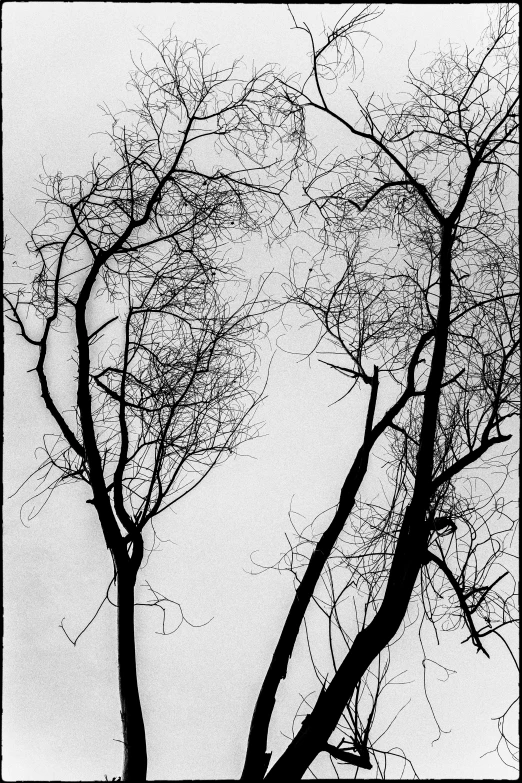 a black and white photo of a tree with no leaves, inspired by André Kertész, flickr, lyrical abstraction, tangled trees, silhouette!!!, made of vines, diptych