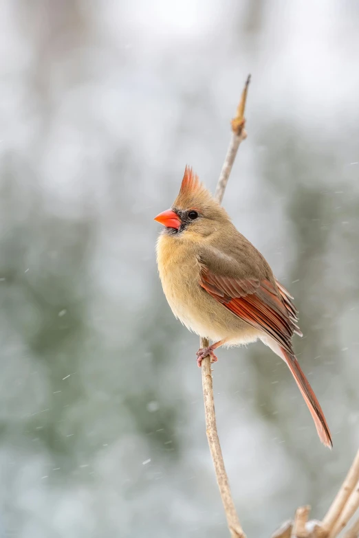 a small bird sitting on top of a tree branch, by Greg Rutkowski, pexels contest winner, winter princess, red skinned, paul barson, regal pose