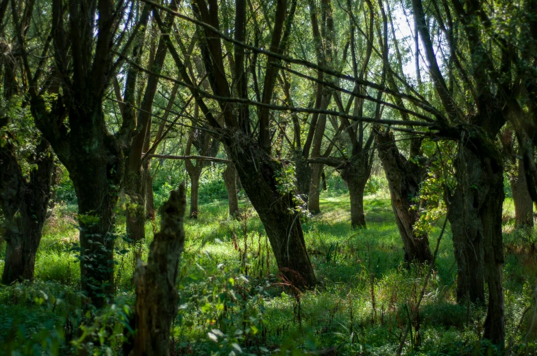 a forest filled with lots of green trees, inspired by Patrick Dougherty, unsplash, environmental art, ((trees)), willows, forest picnic, shot on sony a 7