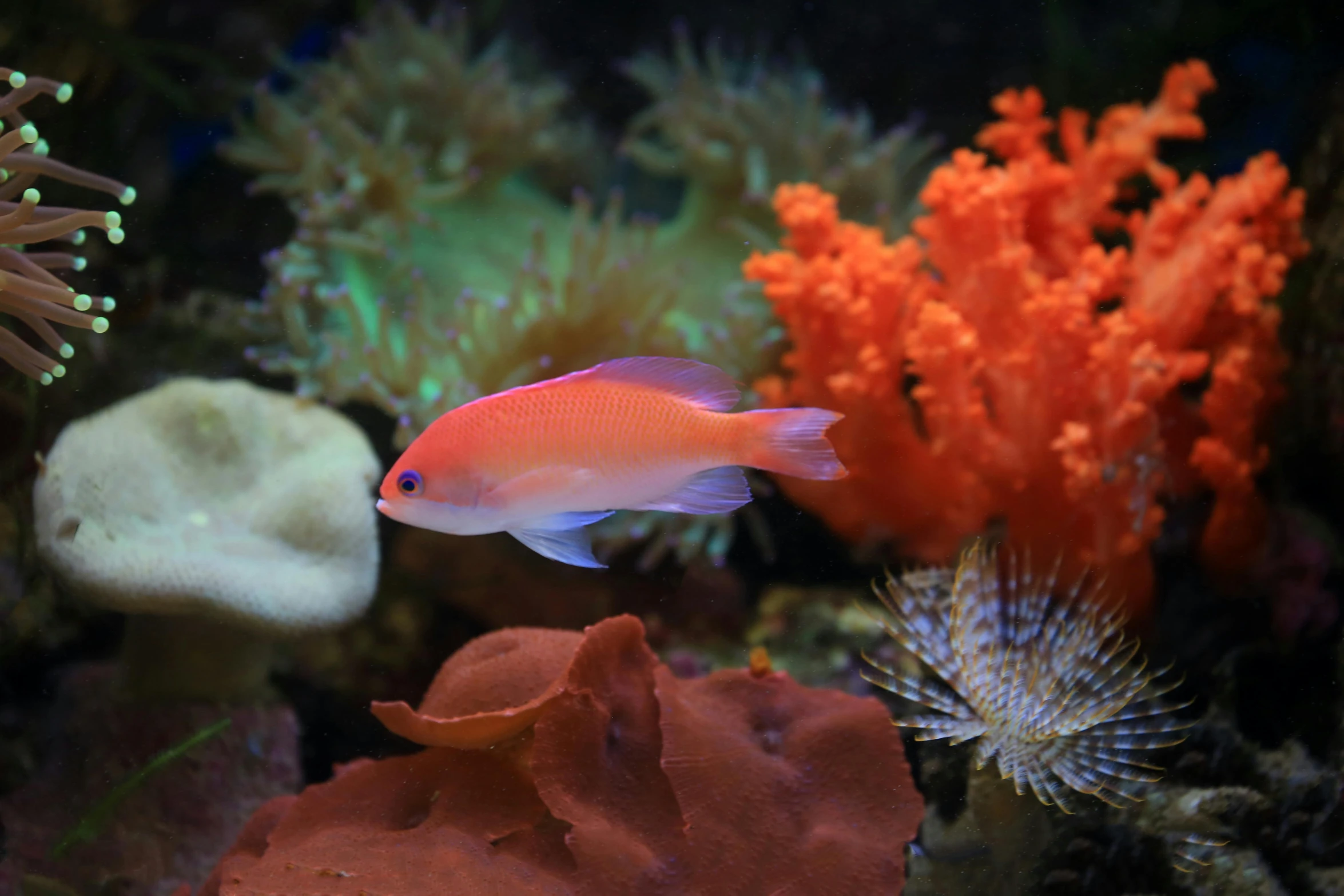 a close up of a fish in an aquarium, by Gwen Barnard, pexels contest winner, renaissance, coral red, albino dwarf, underwater with coral and fish, cobalt coloration