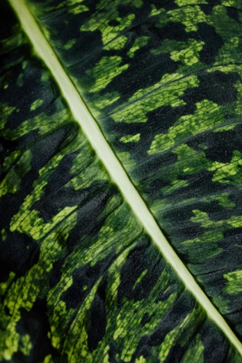 a close up of a green and black leaf, jungle camo, fluo details, acanthus, award - winning details